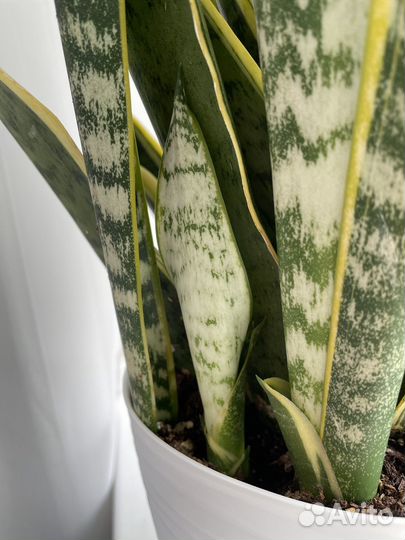 Сансевиерия лауренти сортовая