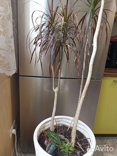 Пальма драцена