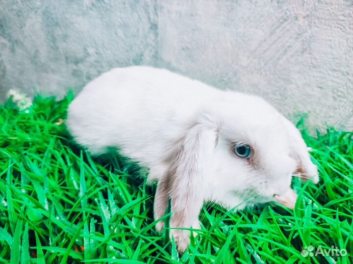 Карликовый кролик - Москва