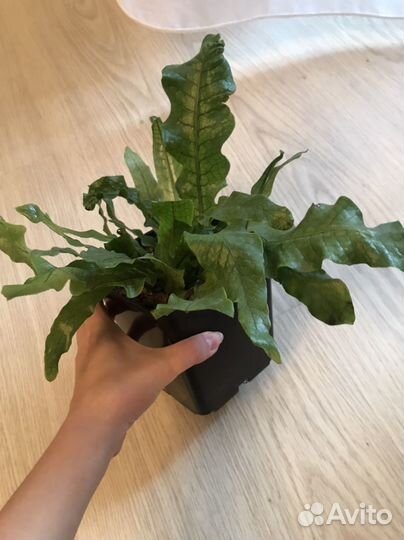 Микросорум крокодил