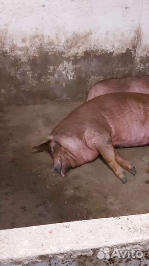 Мясо свинина домашняя