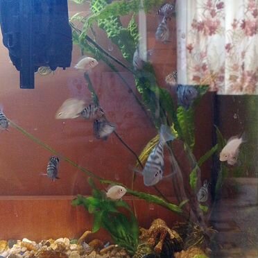 Рыбка сапфировый попугай волнистые