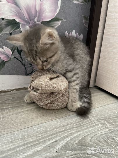 Шотланский прямоухий котенок серый