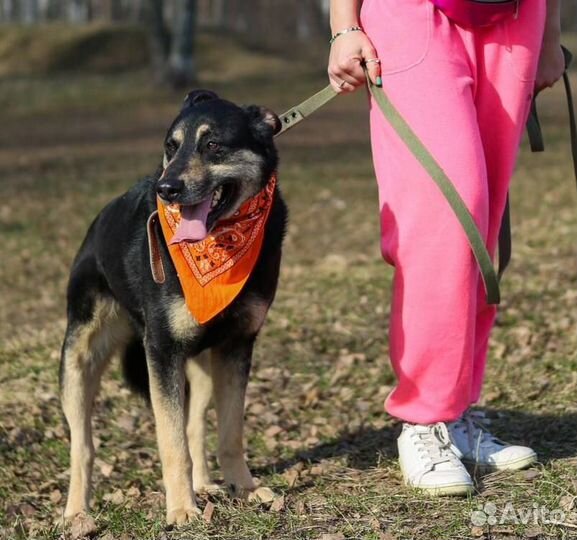 Очень ласковый пёс Макс пропадает в приюте