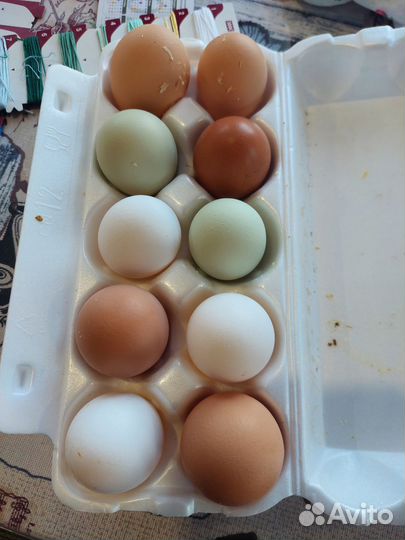 Инкубационные Яйцо домашнее
