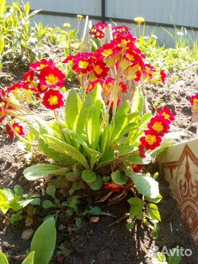 Первоцветы,; Маргаритка,Примула, Мускари