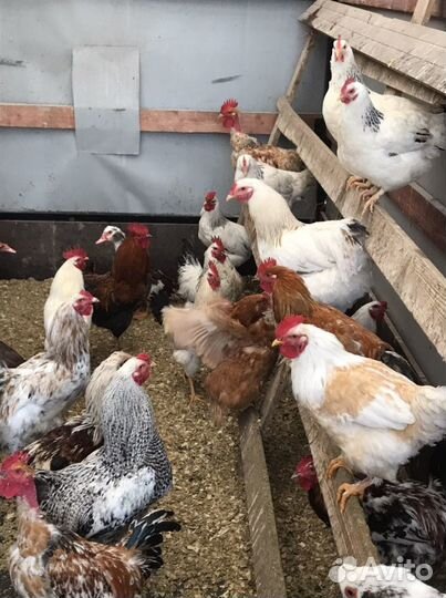 Петухи,Куры,Индоутки,Подсадные Кряквы