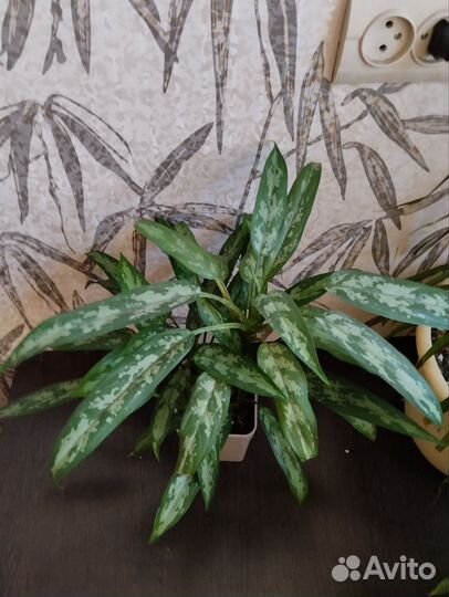 Комнатные цветы