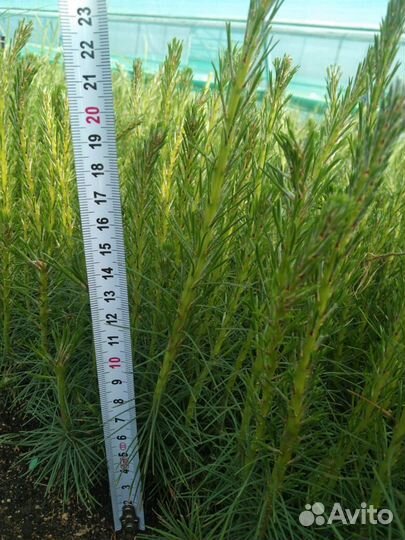 Сеянцы сосны зкс от производителя