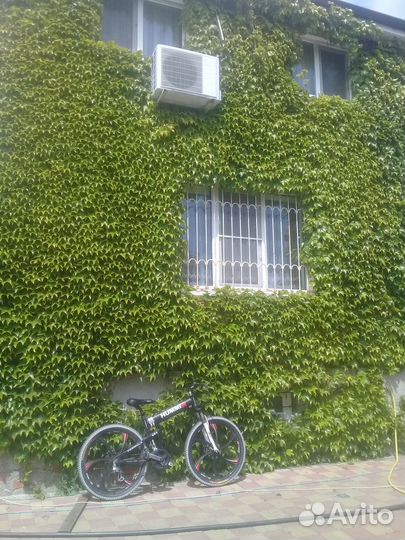 Девичий виноград триостренный Вичи