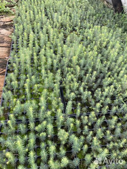 Сеянцы ели зкс