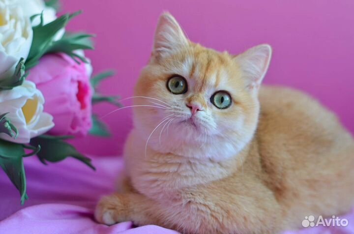 Золотая шиншилла