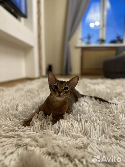 Абиссинские котята