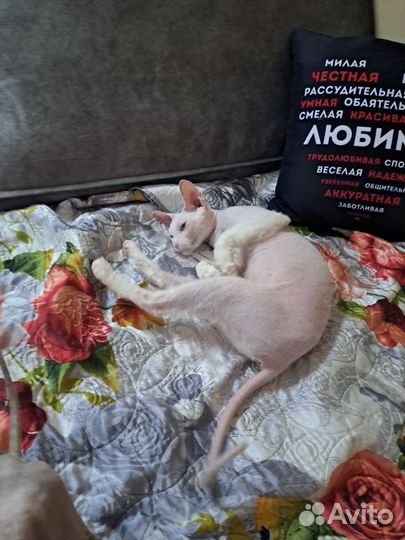 Эльфа в хорошие руки