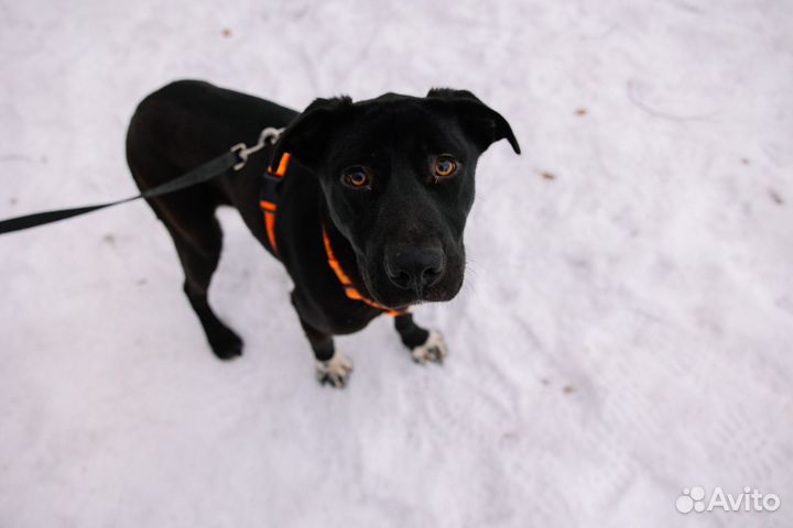 Собака в добрые руки отдам бесплатно