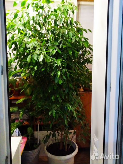 Фикус бенджамина большой