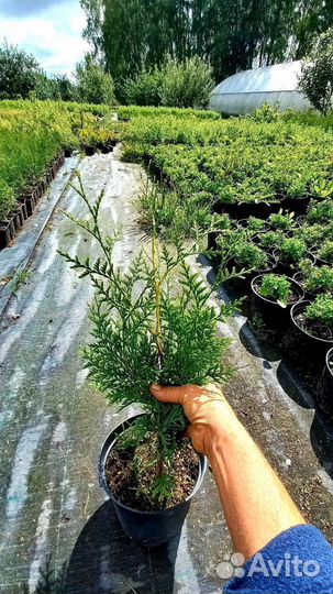 Брабант C2 (Branant)