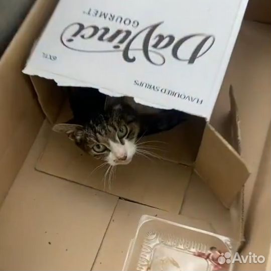 Ласковая кошка брошена в коробке на улицу