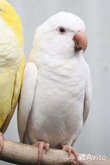 Калита Монах белый