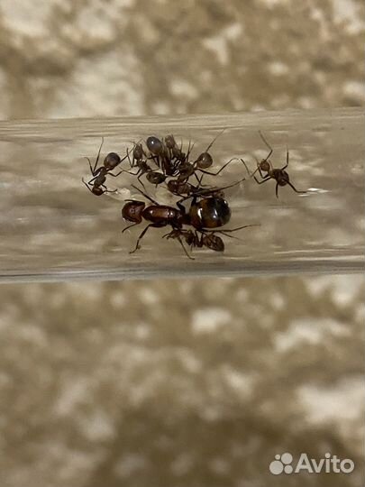 Муравьи Messor structor Жнецы
