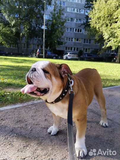 Передержка животных в домашних условиях