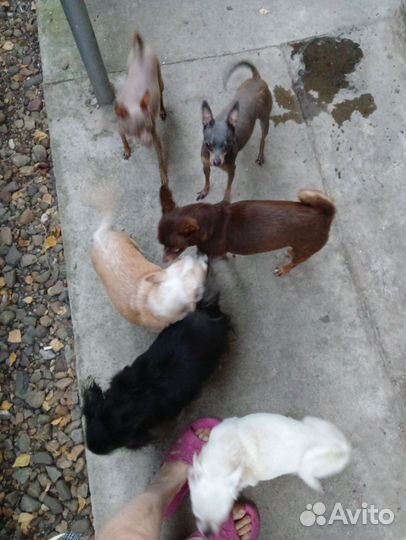 Чихи и тойчики