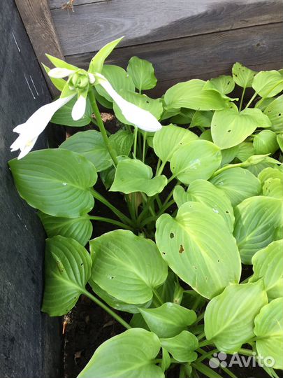 Хоста растение