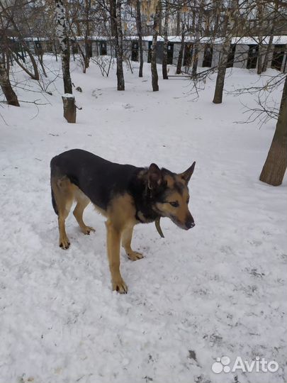 Бывшедомашний пёс Гром грустит в приюте