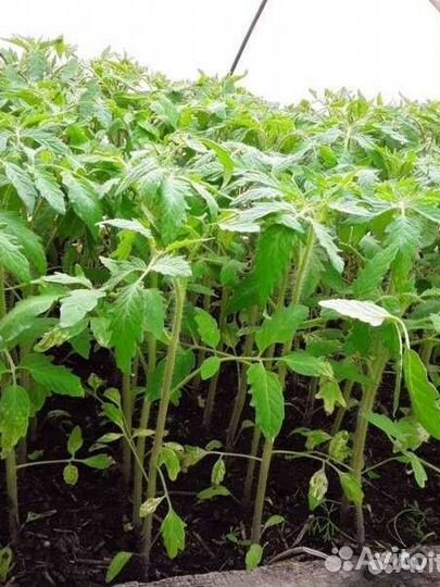 Семена ультроскороспелых томатов Элисf1