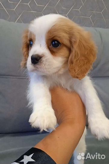 Кавалер Кинг Чарльз Спаниель