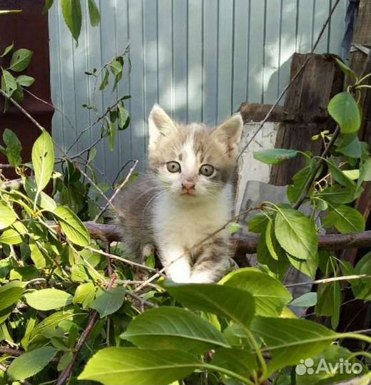 Котенок в добрые руки, мальчик, 2 месяца