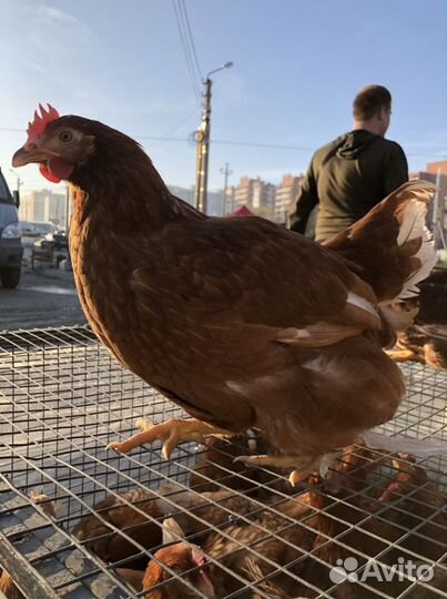 Куры молодки несушки