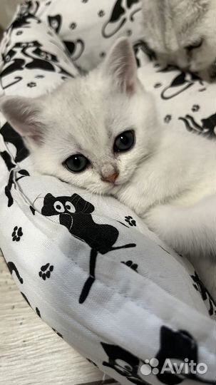 Шотландские котята чистокров. серебристая шиншилла