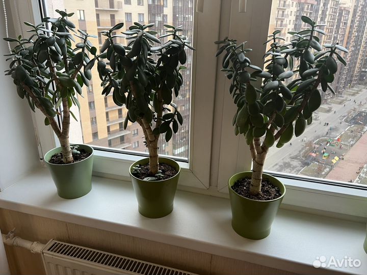 Денежное дерево (толстянка)