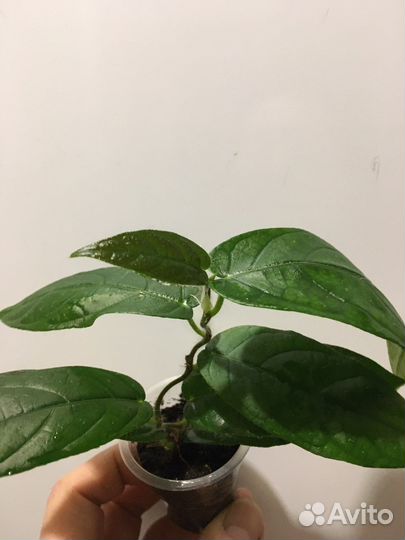 Фикус вилоза