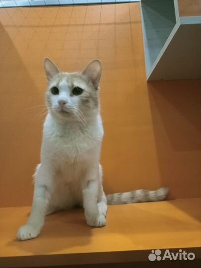 Кот рыжий Мурзик в добрые руки