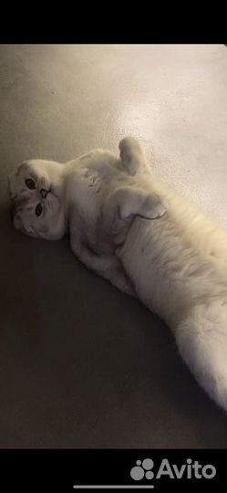 Шотландский кот на вязку серебристая шиншилла
