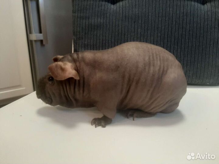 Морские свинки