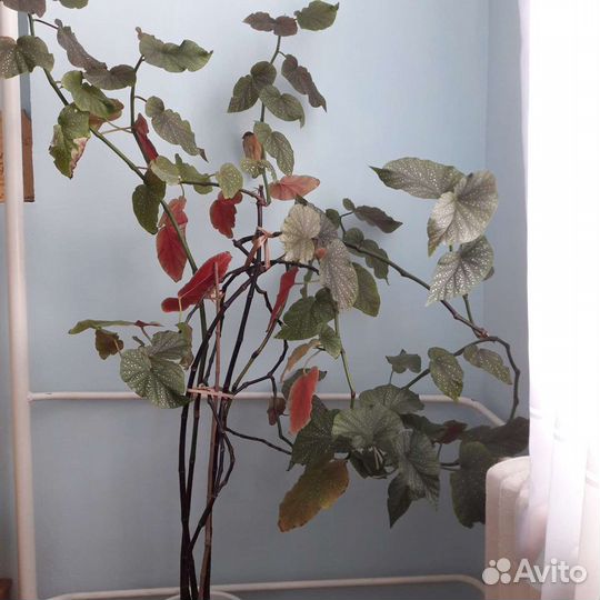 Королевская бегония