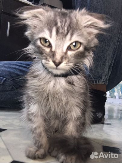 Котята хайленд фолд