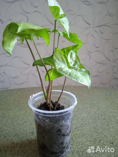 Комнатные цветы Сингониум