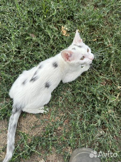 Кот в добрые руки