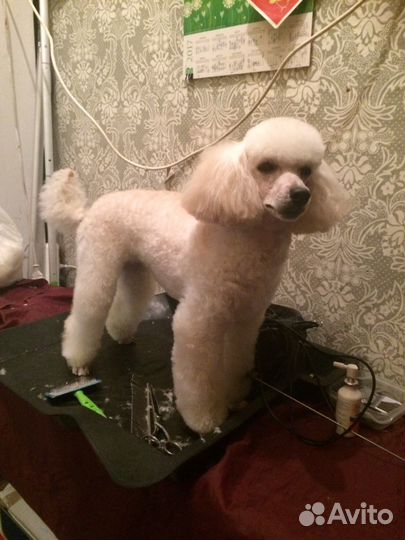 Стрижка пуделя