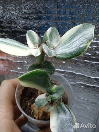 Крассулы и разные суккуленты