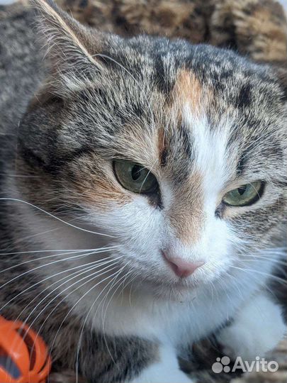 Кошечка плюшечка подушечка