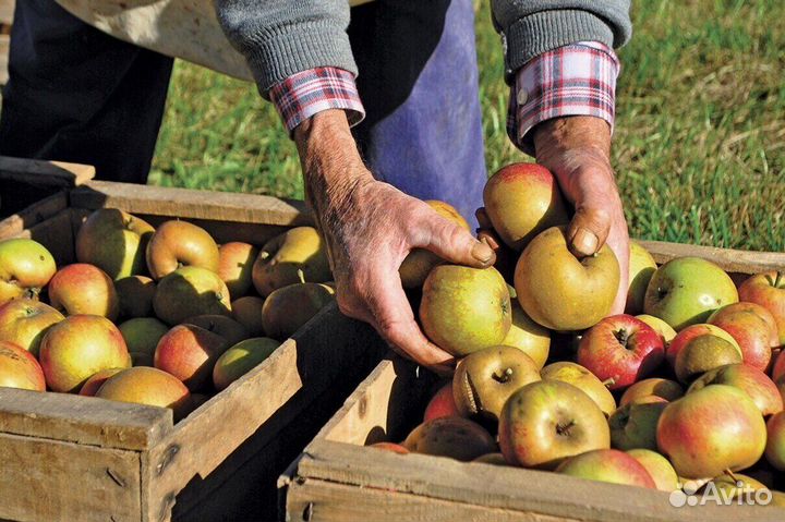 Сборщик яблок в саду