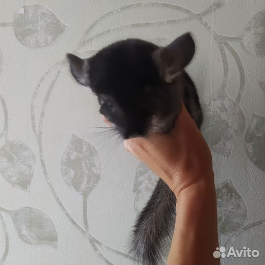 Шиншилла 3 месяца
