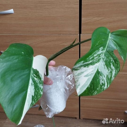 Монстера Альба вариегатная