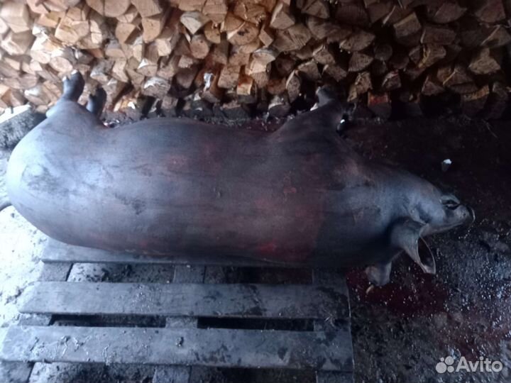 Мясо свинина домашняя