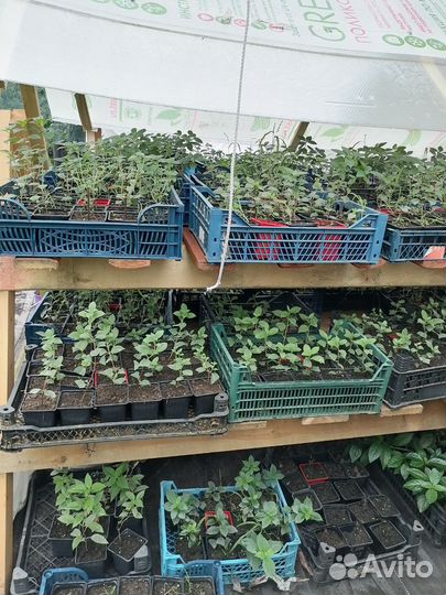 Укорененные черенки гортензии метельчатой. NEW